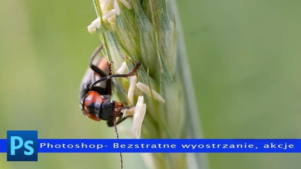 Bezstratne wyostrzanie zdjęć macro w Photoshop