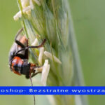 Bezstratne wyostrzanie zdjęć macro w Photoshop