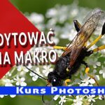 Jak edytować zdjęcia makro