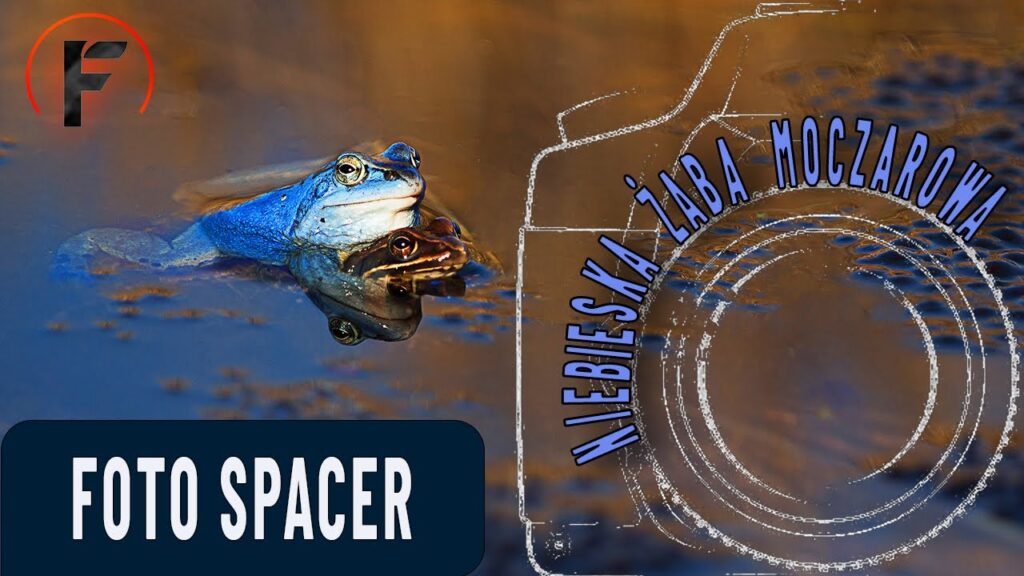 fotografia przyrodnicza żaba moczarowa