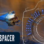 fotografia przyrodnicza żaba moczarowa