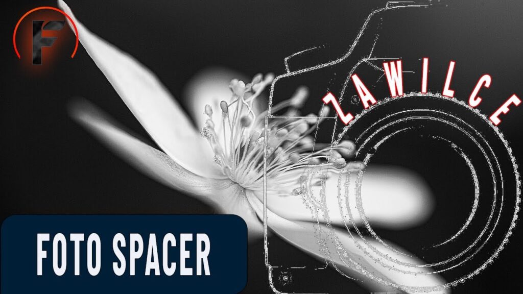 Fotografia zawilców